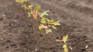 Forever green: в Запорожье высадили 5 тысяч саженцев молодых деревьев, – ФОТОРЕПОРТАЖ