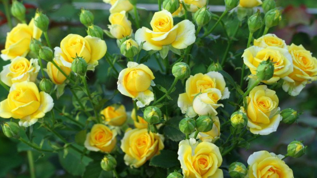 Жёлтые розы и их восприятие
