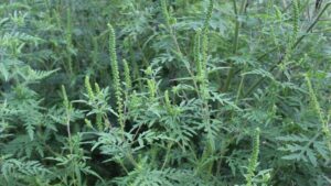 В одній з громад Запорізької області ввели карантин через небезпечних рослин