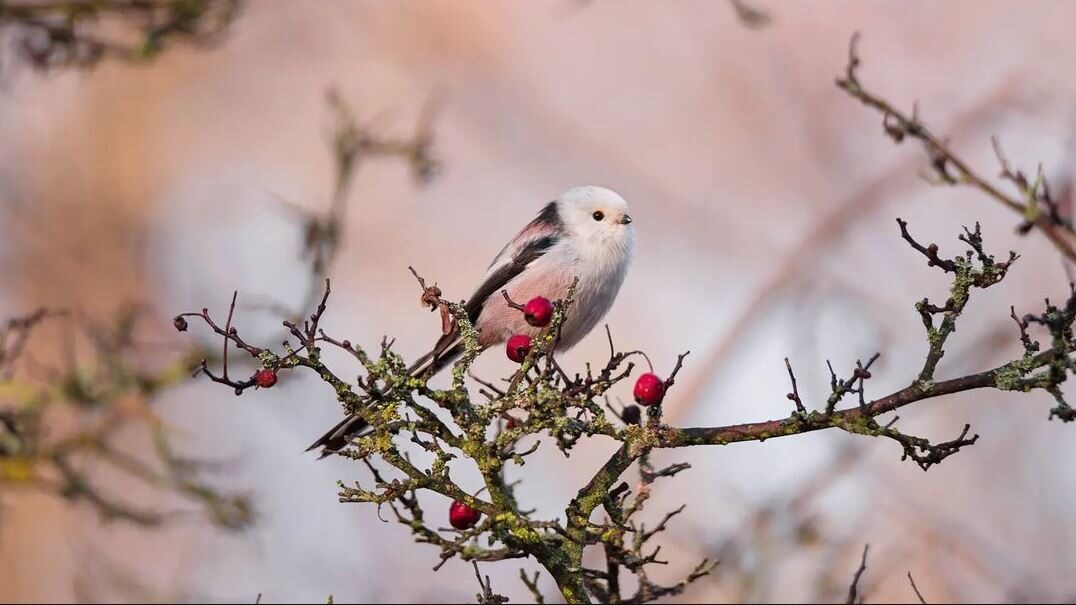 Запорожская фотографка сняла редких птиц на Хортице, — ФОТО