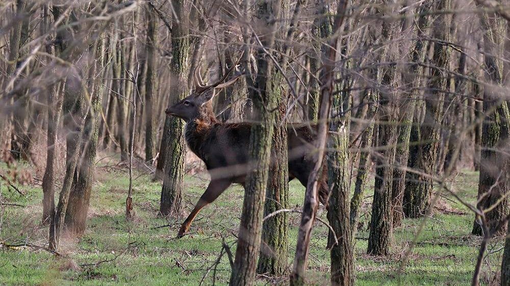Запорожский фотограф показал оленей на Хортице, – ФОТО