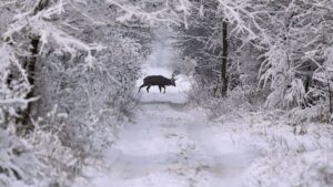 Запорожский фотограф показал оленей на заснеженной Хортице, – ФОТО