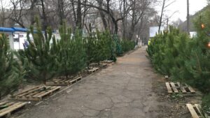 В Запорожье активно работают ёлочные базары: сколько стоят новогодние деревья и откуда их привозят, – ФОТОРЕПОРТАЖ 