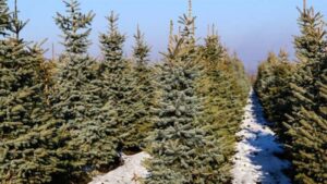 В Запорожье будут круглосуточно охранять новогодние деревья