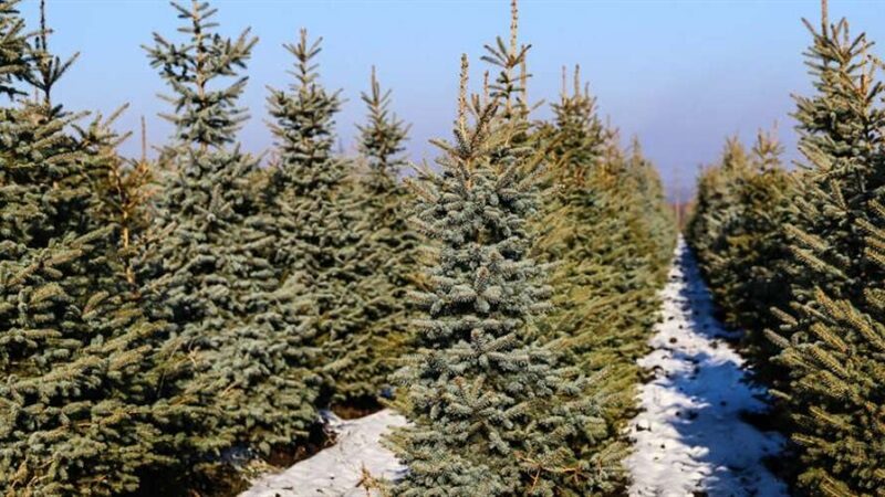У Запоріжжі цілодобово охоронятимуть новорічні дерева