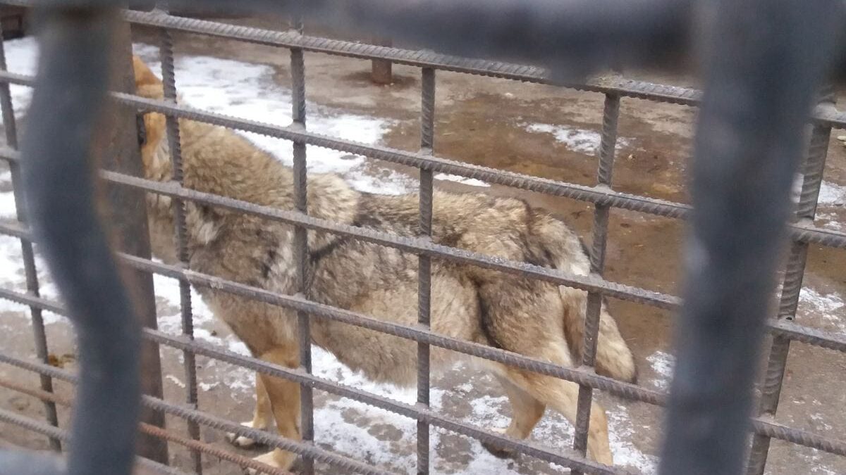 Запорожцы в очередной раз бьют тревогу из-за состояния волка на Запорожской детской железной дороге, — ФОТО
