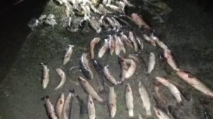 Вблизи Кирилловки пограничники обнаружили браконьера, который наловил рыбы более чем на 130 тысяч гривен