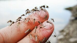 Нашествие комаров на запорожском курорте: коммунальщики рассказали о плане борьбы с насекомыми
