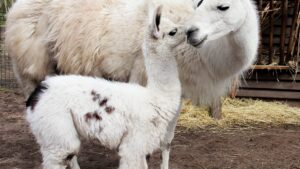 У популярному зоопарку Запорізької області показали дитинча лами, яке недавно з'явилося на світ 