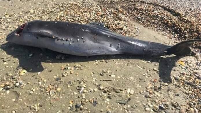 Через рашистів в Чорному морі гинуть дельфіни