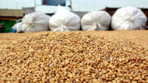 Окупанти вивозять із Запорізької області запаси зерна та соняшника