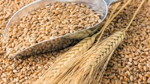 В Бердянске оккупанты вывезли тонны зерна агрокомпании, которая отказалась с ними сотрудничать