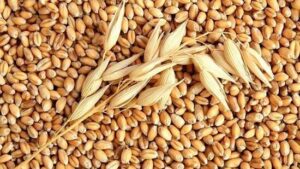 У Запорізькій області під дулами автоматів фермерів змушують продавати зерно в Росію та Крим 