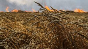 У Запорізькій області через ворожі обстріли згоріли 25 гектарів пшеничного поля