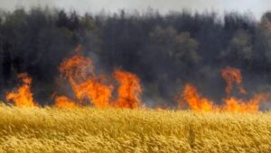 В Запорожской области в результате обстрелов оккупантов горели два поля пшеницы