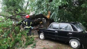 Внаслідок ранкової бурі у трьох районах Запоріжжя впали сім дерев, - ФОТО