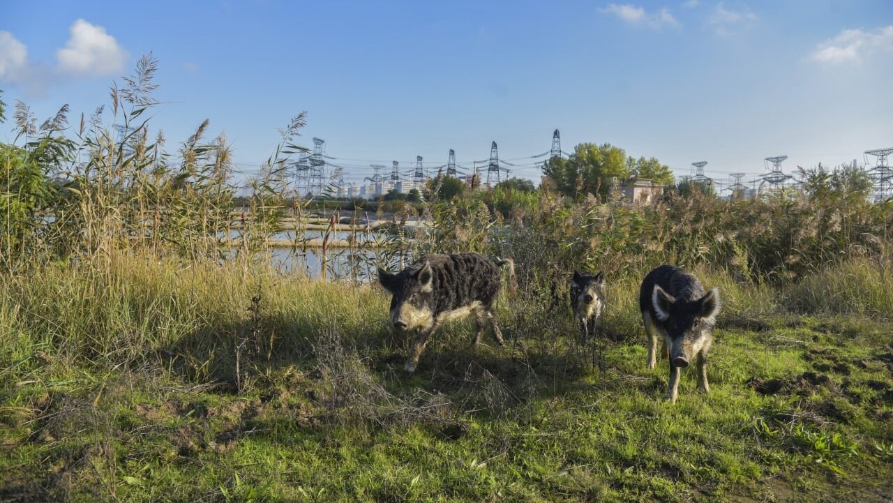 Через російських окупантів біля Запорізької АЕС гинуть десятки диких тварин