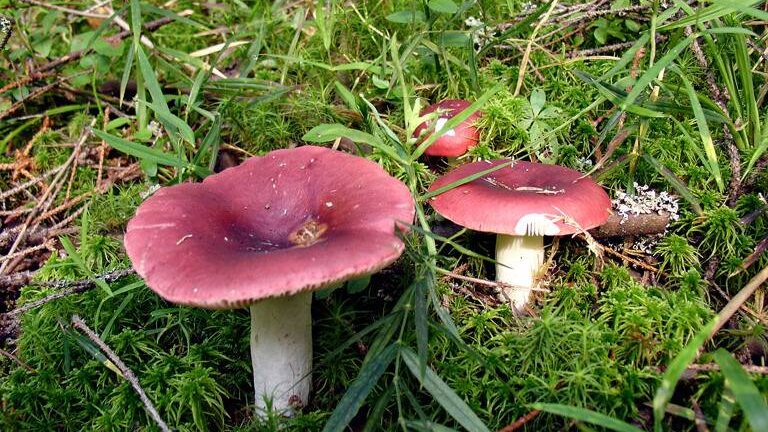 В Запорожском районе несколько человек отравились собранными грибами