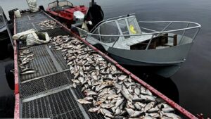 Наловили рыбы на 3 млн грн: в Запорожской области выявили браконьеров, — ФОТО, ВИДЕО
