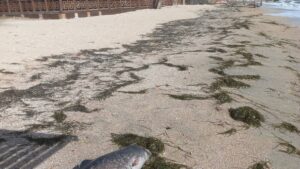 В Азовском море гибнут дельфины из-за российских кораблей и локаторов