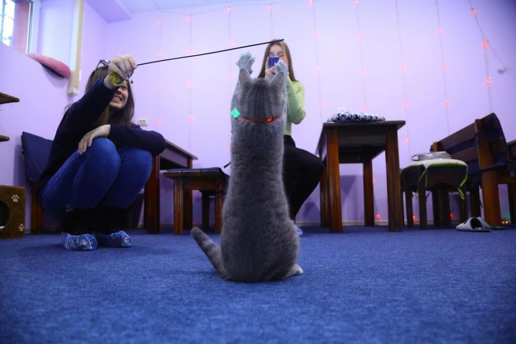 Котокафе Meow.cafe Запорожье