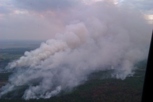 Пожар в «Чернобыльской пуще» продолжается