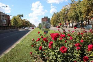 Коммунальщики украсят Запорожье двумя тысячами кустами роз