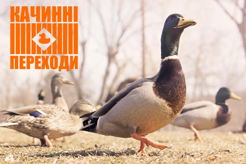 В Дубовке появятся утиные переходы
