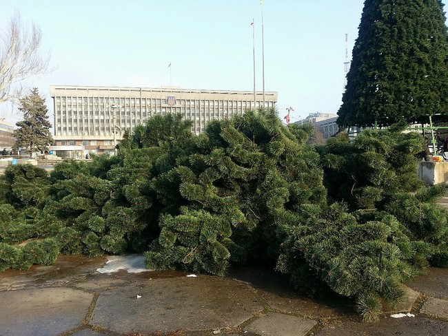 Областные чиновники удивят запорожцев живой елкой