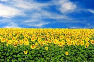 Порошенко запретил продавать землю до 2017 года