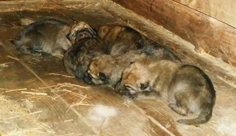 Ми-ми-ми: В бердянском зоопарке показали фото новорожденных волчат и пони (ОБНОВЛЕНО)