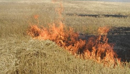 Житель Запорожской области погиб, пытаясь потушить горящую траву в своем дворе
