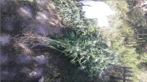 Житель Бердянска выращивал в огороде коноплю элитных сортов