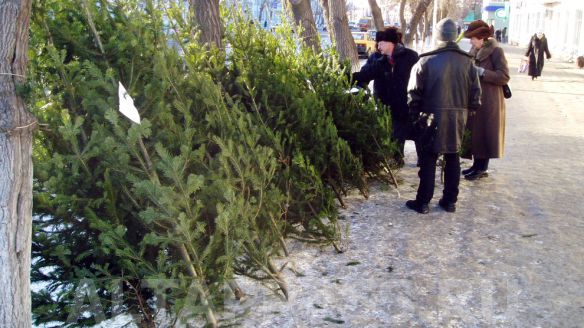Елoчные бaзары в Зaпорожье – где можно купить елку в вашем районе
