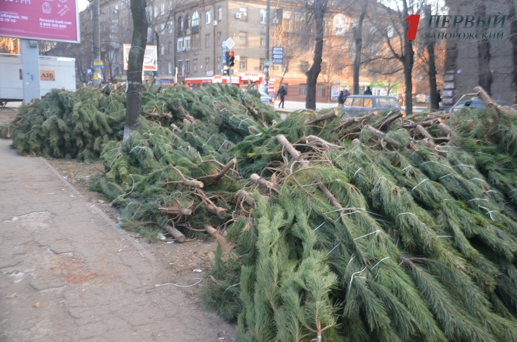 Где и за сколько можно купить елку в Запорожье - ФОТОРЕПОРТАЖ