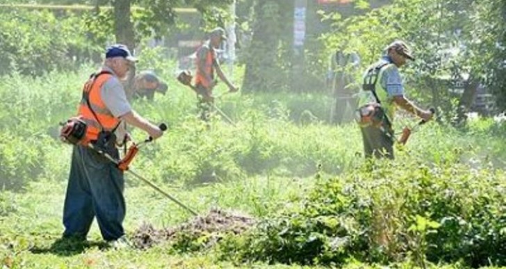 В мэрии решают, как будут бороться с амброзией