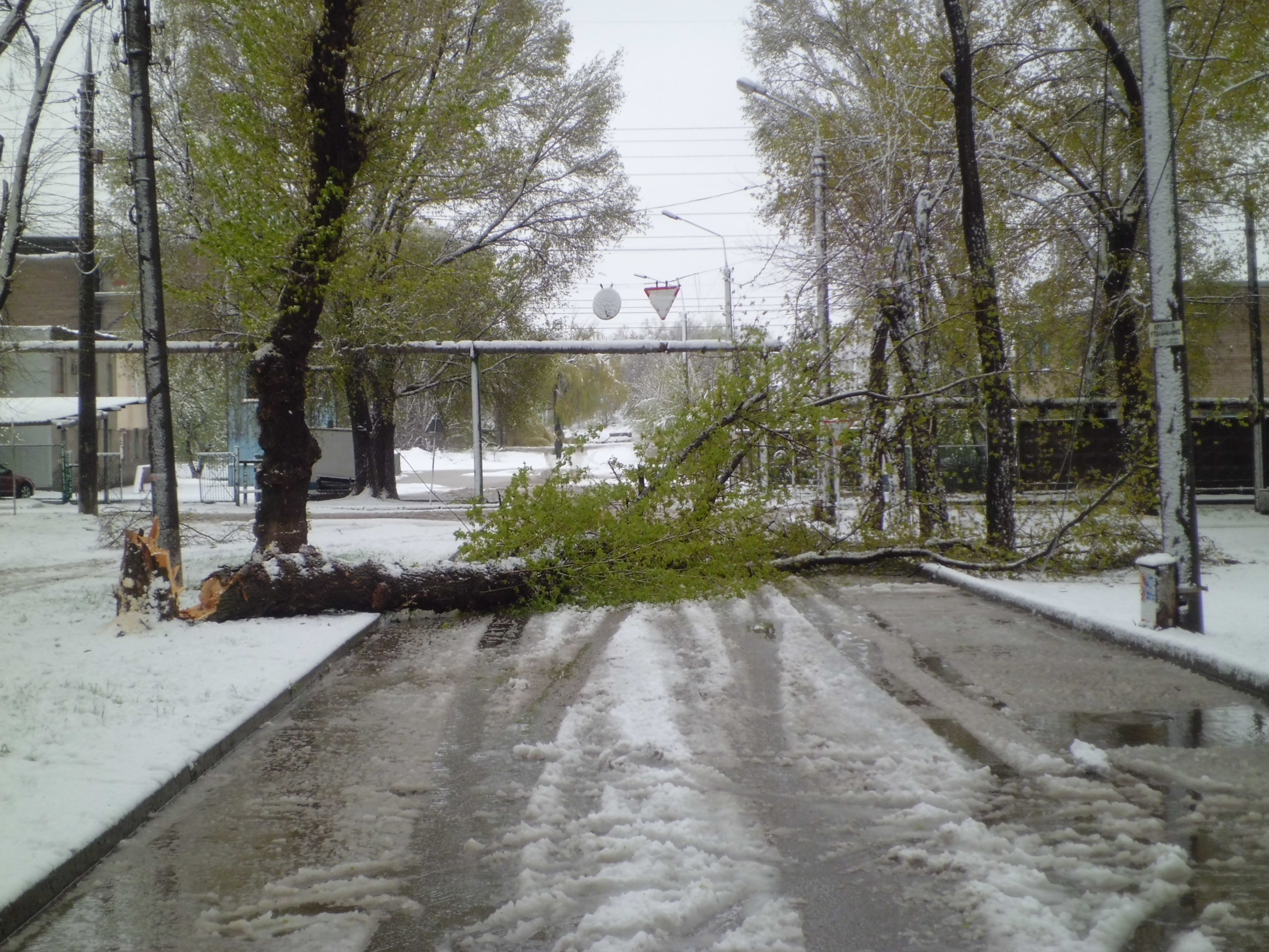 Запорожские спасатели уже убрали более 100 упавших деревьев - ФОТО