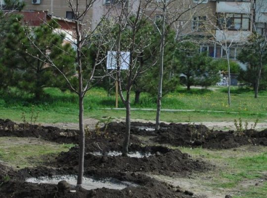 Депутаты выделят 10 миллионов гривен на зеленые насаждения