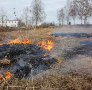 В Запорожской области пожары бьют все рекорды: за сутки произошло 117 случаев возгораний природных экосистем
