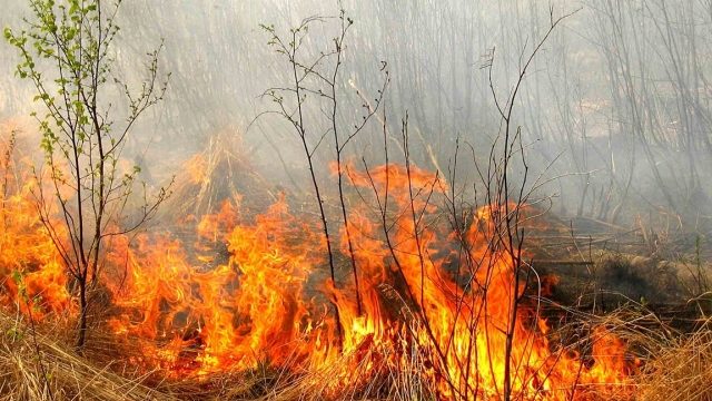 У Запорізькій області за добу 68 рятувальників гасили пожежі в екосистемах