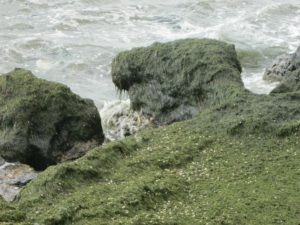 В Запорожской области на берег Азовского моря выбросило тонны водорослей - ФОТО