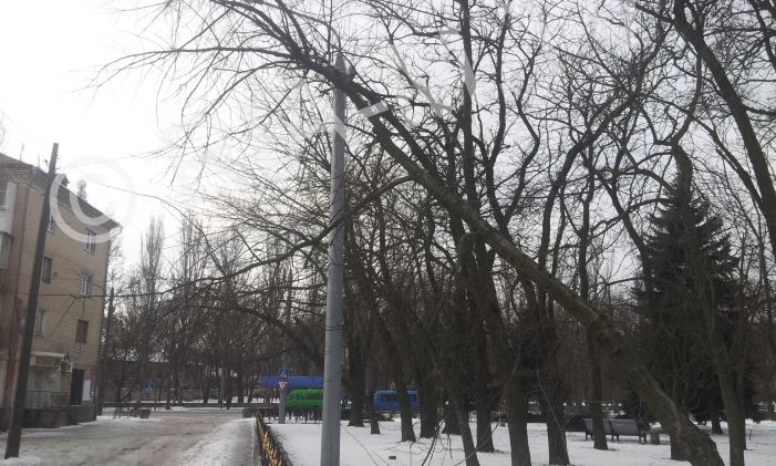 В Запорожской области сильный ветер повалил дерево на электропровода - ФОТО