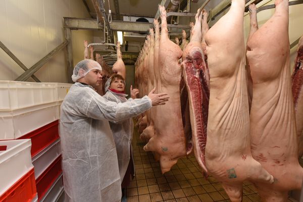 В Запорожье на мясоперерабатывающем предприятии опровергают массовую гибель свиней