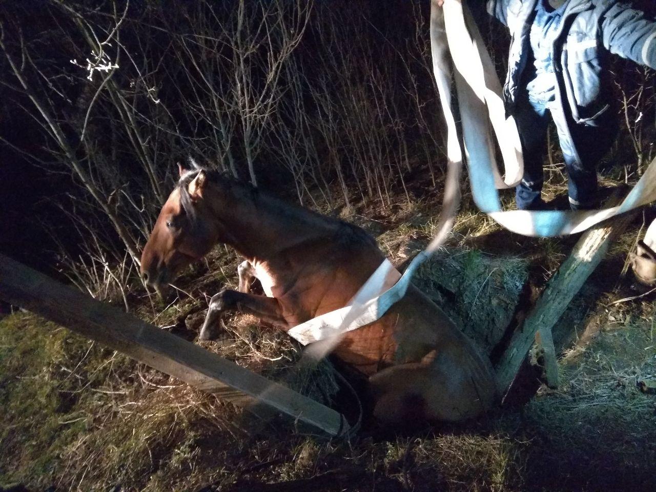 В Запорожской области спасатели вытащили коня, упавшего в колодец - ФОТО