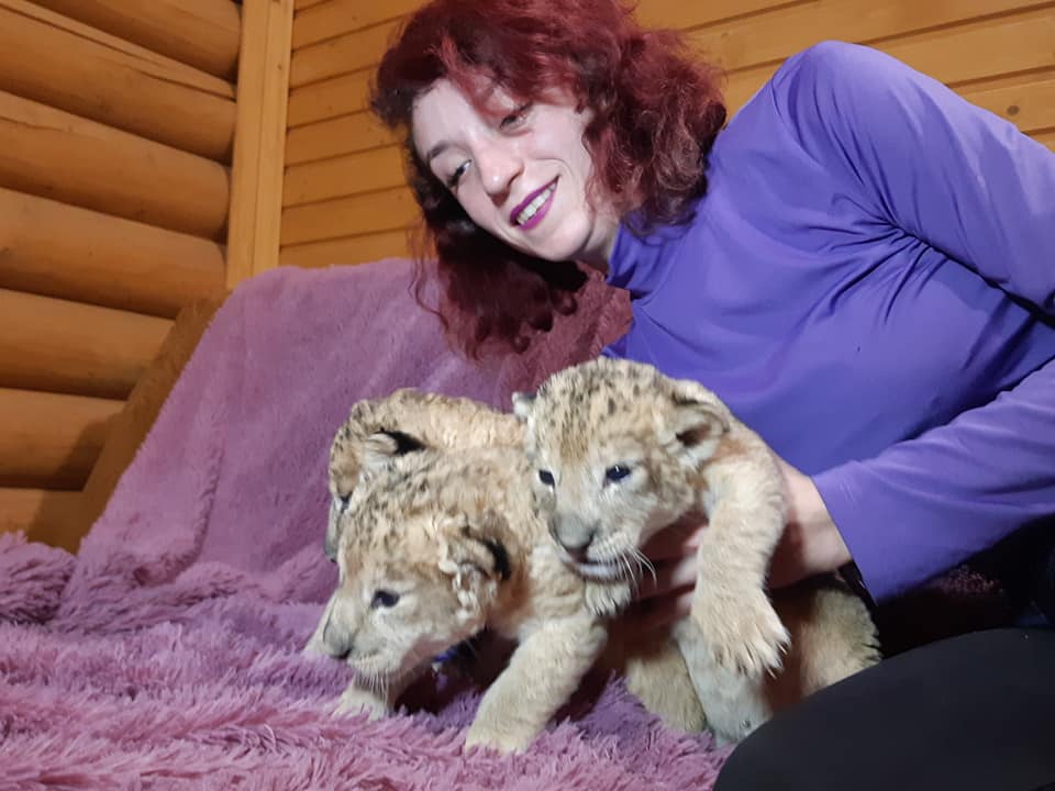 В одном из зоопарков Запорожской области появились трое маленьких львят – ФОТО
