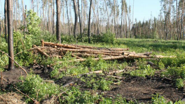 У Запорізькій області за фіктивними документами передали у власність фірм чотири гектари лісу