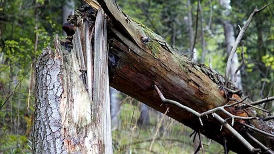 У Запоріжжі на чоловіка впало дерево