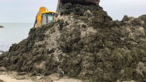 Узбережжя в Бердянську вкриті тонами водоростей, — ФОТО