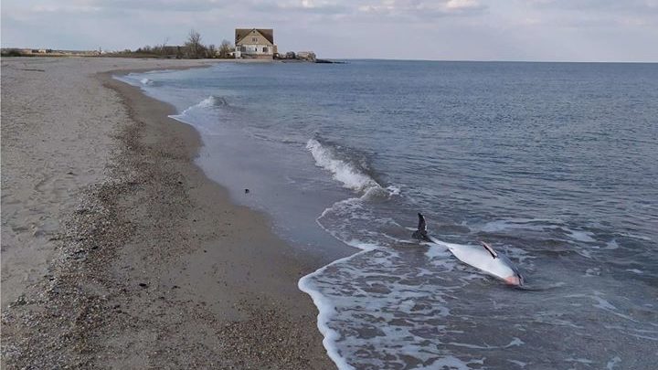 В Бердянске нашли мертвого дельфина, который попал в браконьерские сети
