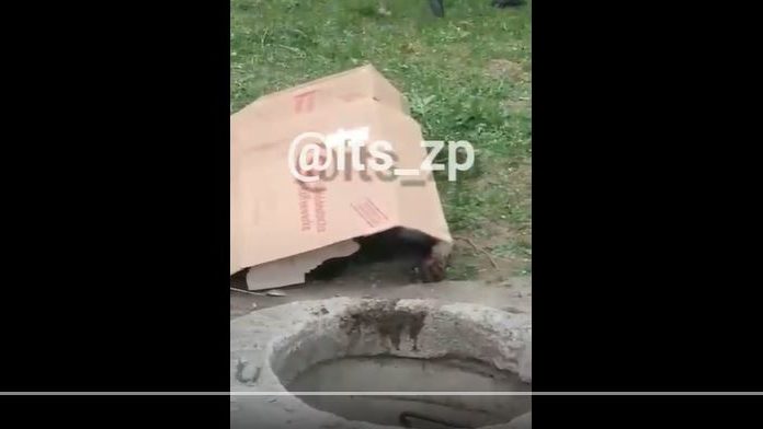 В центре Запорожья из колодца вытащили полуразложившийся труп, – ВИДЕО (+18)